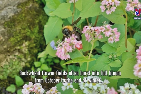 Buckwheat flower fields: check-in hotspot in Ha Giang 