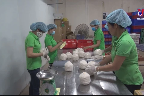 Vietnam’s coconut export to reach 1 billion USD in 2025