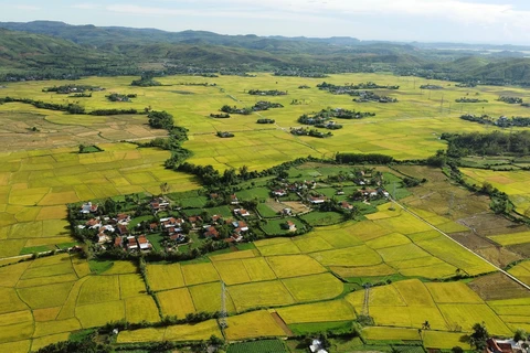 Visiting Phu Yen during the rice harvest