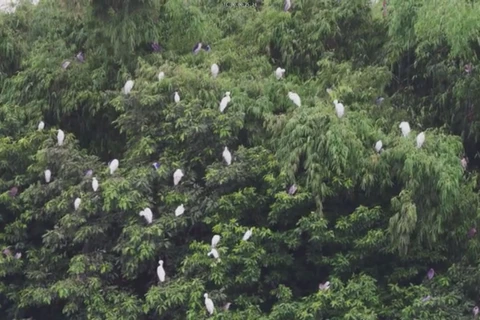 Tam Chuc tourism site a bird paradise