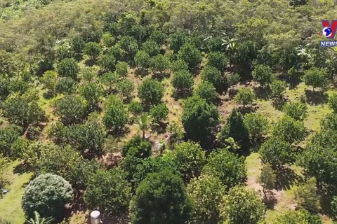 Ninh Thuan’s crop restructuring on arid land pays off