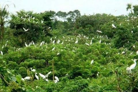 Bird sanctuary stands out in Ca Mau city