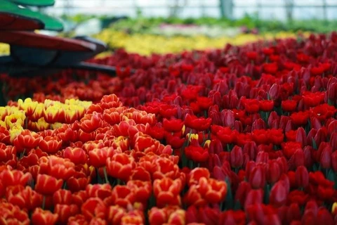 Tulip festival in Nha Trang dazzles visitors