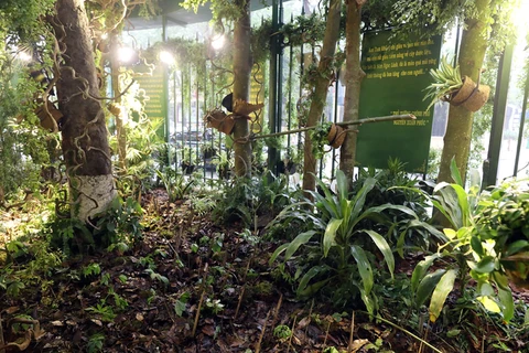 Ngọc Linh ginseng on display in Hanoi