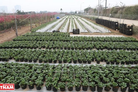 Strawberry farm in Hanoi 