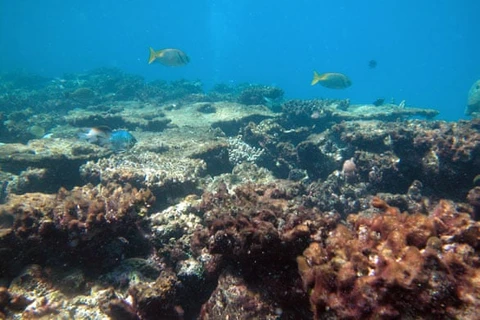 Hon Yen coral reefs in need of protection