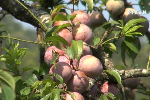 Son La province boosts plum production