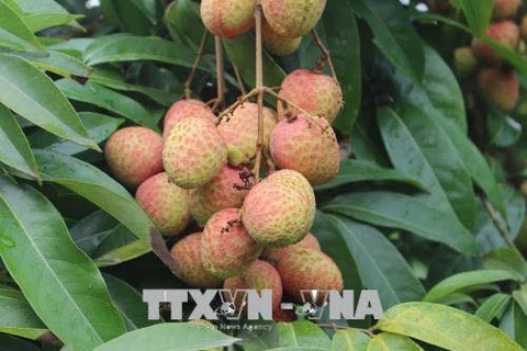 Early ripen lychees sold at high price