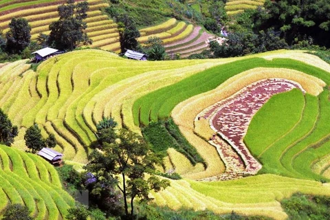 'Paradise' of terraced rice fields in Son La