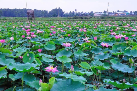 Lotus adds money to pockets of farmers in Kien Giang