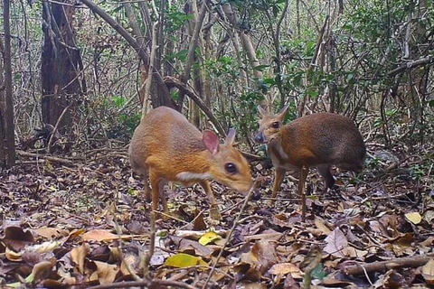 World's smallest ungulates, lost for 30 years, spotted in Vietnam 