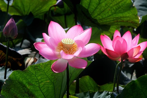 Lotus flowers in full bloom in Quang Tri province