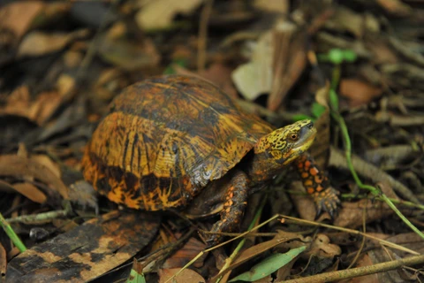 Cuc Phuong park home to rare turtles
