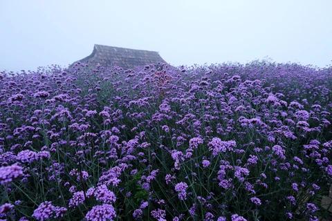 Fansipan mountain - The season of Verveine flowers