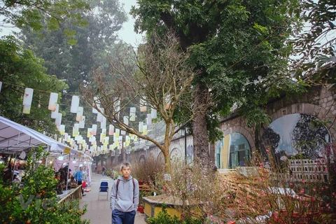 Old apricot blossoms yellow Hanoi’s flower market as Tet nears