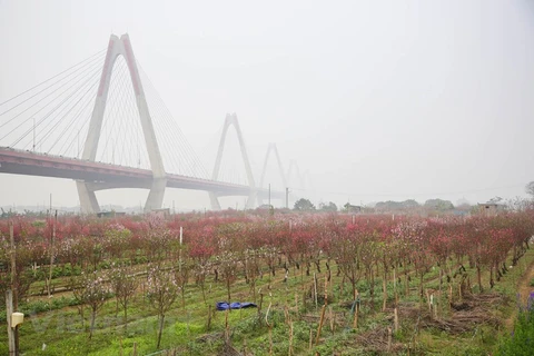 Apricot blossoms in full bloom as Tet nears