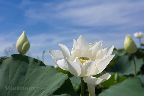 Pure white lotus enchants flower lovers in Hanoi