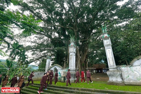 The heritage banyan at a sacred temple