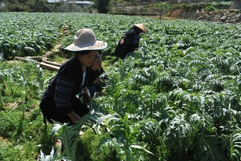 Sustainable development of medicinal plants in Lao Cai