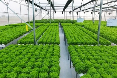 Da Nang develops high-tech agriculture