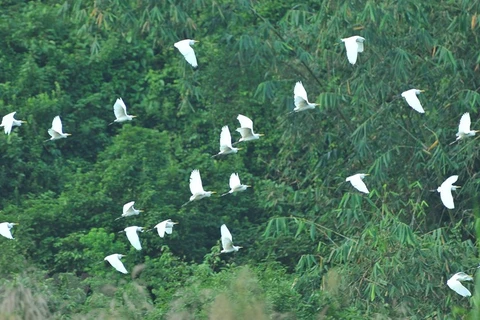 Thung Nham Bird Park – a site for bird lovers