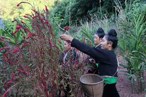 Unique cockscomb flower festival of Cong ethnic people