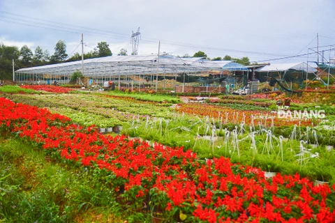 Flower gardens in Da Nang ready for Lunar New Year