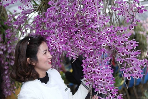 Lai Chau orchids flaunt their beauty
