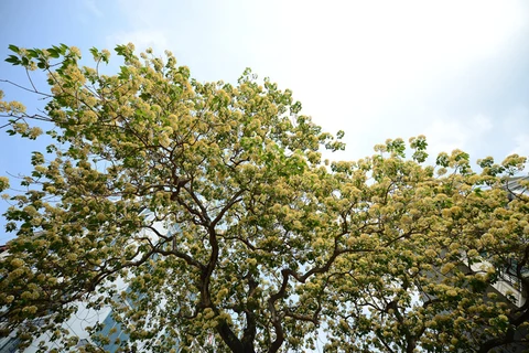 ‘Treasure’ tree of Dinh Thon village in full bloom