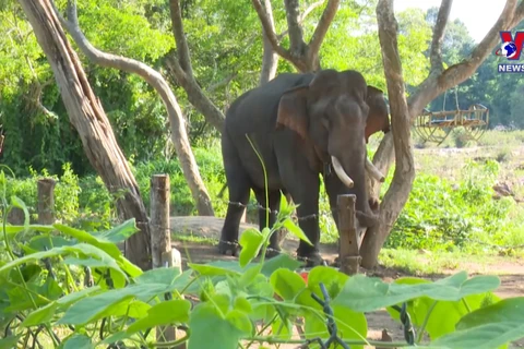 Efforts to conserve elephants in Dak Lak