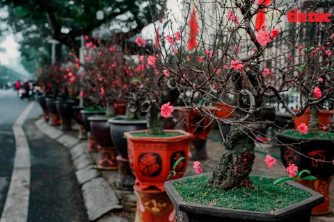  Overwhelming Tet atmosphere at Hanoi flower markets