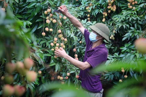 Bac Giang enters major lychee harvest