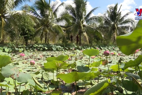 Ben Tre emerging as destination of ecotourism