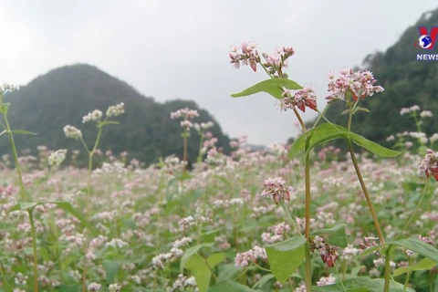 Ha Giang entering buckwheat flower season