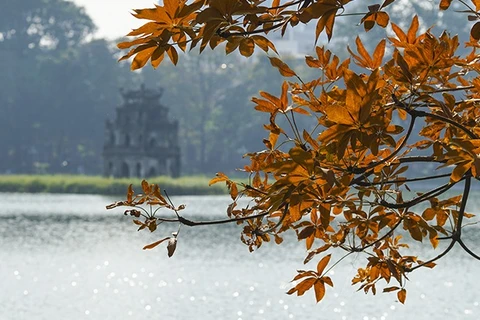 Tree at Hoan Kiem Lake turns orange