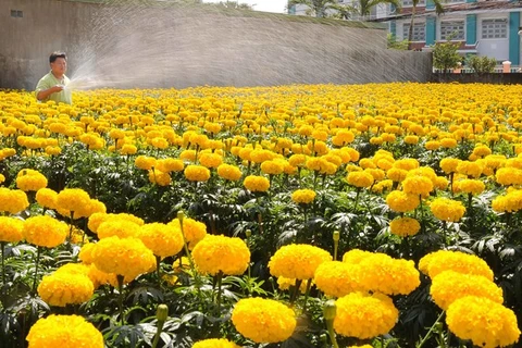 Flowers in Mekong Delta ready to serve Tet