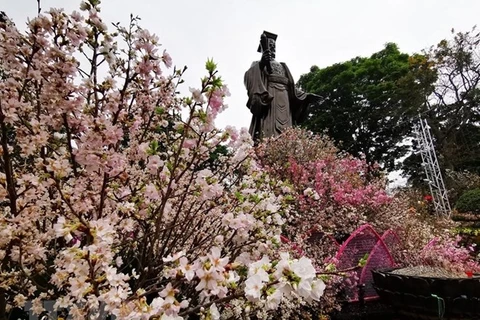 Hanoi cherry blossom festival 