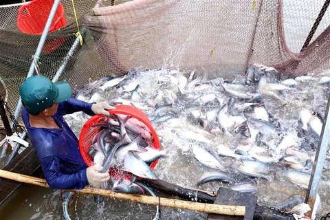 Mekong Delta uses high-tech to raise tra fish