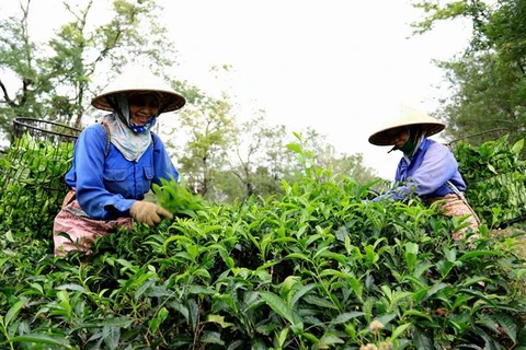 Tea exports up 15.4 percent in Q1