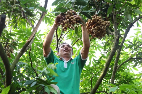 Sweet longan fruits of Hung Yen 