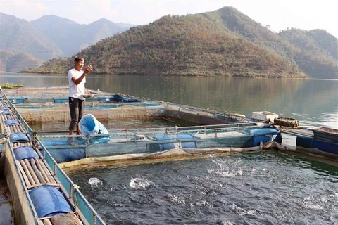 Fish cage farming in Lai Chau proves effective 