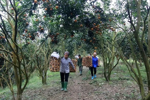 Lemon tree helps improve lives for Tuyen Quang farmers 