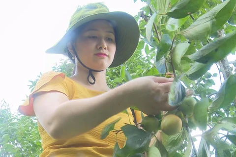 Bac Kan promotes seedless persimmon 