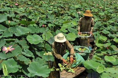 Rice fields converted to lotus cultivation for better profit 