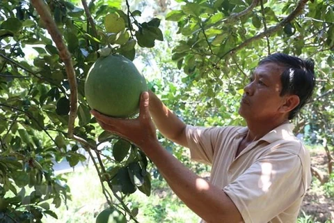 Grapefruit helps people in Ninh Thuan get out of poverty