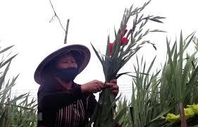Sword lilies expected to bring farmers big fortune ahead of Tet