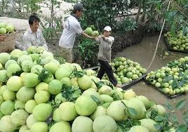 Ben Tre green-skin pomelo value chain proves effective