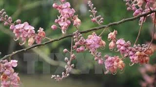 Pink shower blossoms in An Giang province