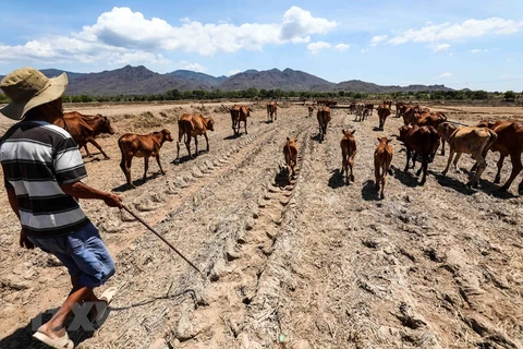 Ninh Thuan faces severe drought