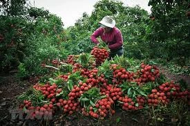 Lychee farmers enjoy the fruits of their labour